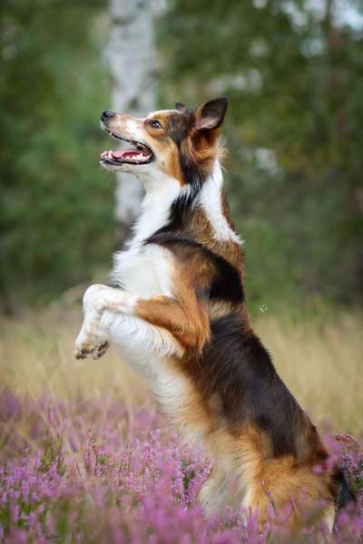 Die Dogorama Kalender Challenge Titelbild-Beitrag-Bild