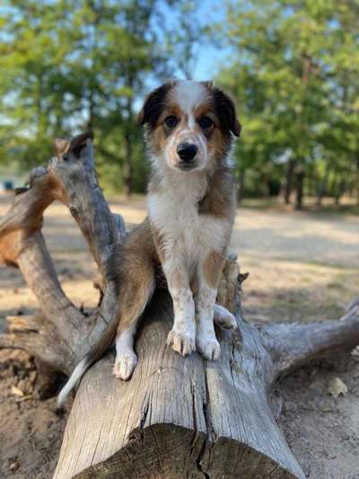 Welpen Bilder !-Beitrag-Bild