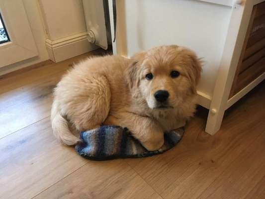 Welpen Bilder !-Beitrag-Bild