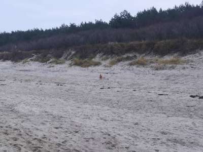 Hundeauslaufgebiet-Graal Müritz-Bild