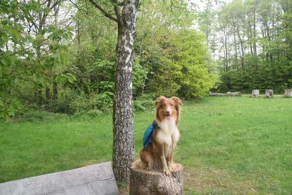 Fotowettbewerb Natur-Beitrag-Bild