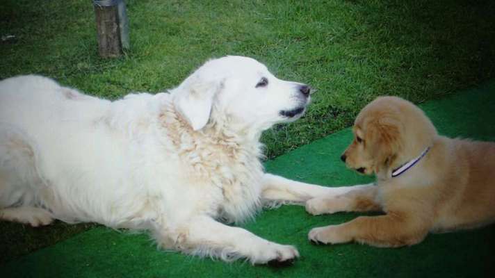 Schilddrüsenproblem bei älterem Hund-Beitrag-Bild