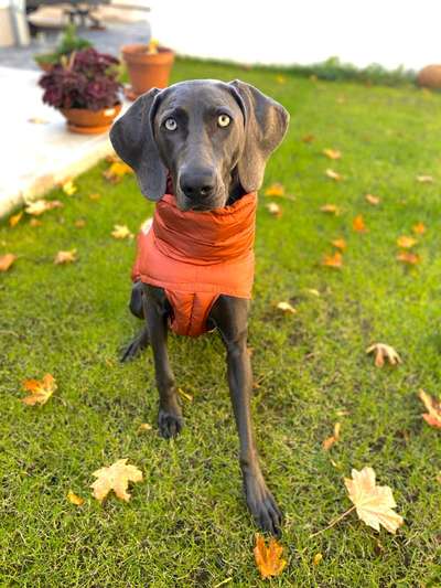 Alles rund um Hundemäntel/Bekleidung-Beitrag-Bild