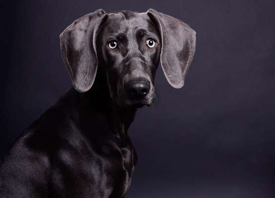 Weimaraner-Beitrag-Bild