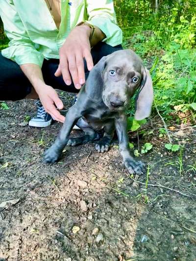 Wie groß waren eure welpen ?-Beitrag-Bild