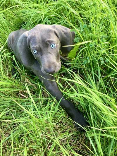 Die Dogorama Kalender Challenge 4/4-Beitrag-Bild