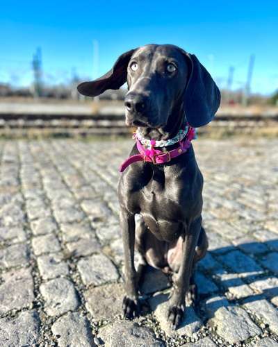 Weimaraner-Beitrag-Bild
