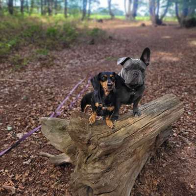 Hundetreffen-Gassi Gehen Schwalmtal-Bild