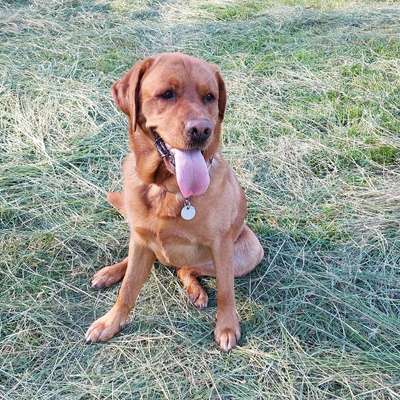 Hundetreffen-Spielkamerad für Gassirunde-Bild