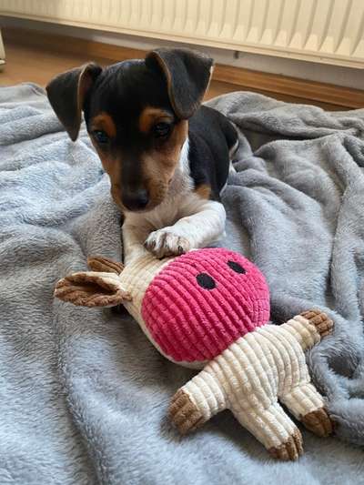 Wo sind die Jack und Parson Russell Terrier?-Beitrag-Bild