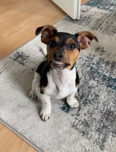 Zeige das lustigste Bild eures Hundis-Beitrag-Bild