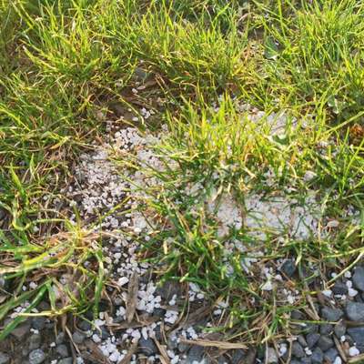 Giftköder-Weißes Pulver Burgholzhausen-Bild