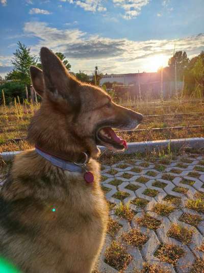 Alles rund um den Schäferhund, diskutieren erwünscht.-Beitrag-Bild