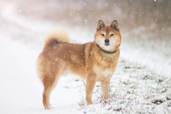 Nordische Hunde-Beitrag-Bild