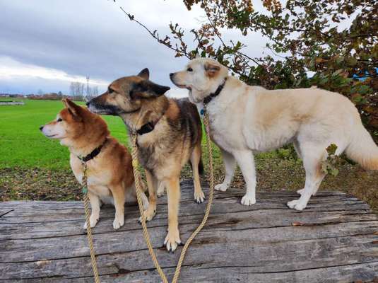 Die richtige Leine-Beitrag-Bild