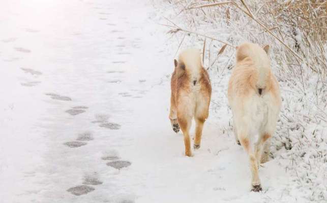 Bester Freund, Hundekumpel - zeigt her!-Beitrag-Bild