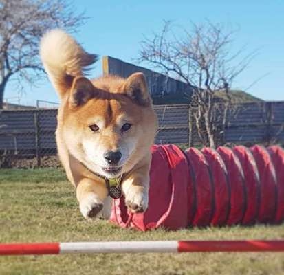 Gibt es Agility Fans unter uns ?-Beitrag-Bild