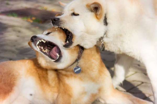 Shiba Inu und andere japanische Rassen!-Beitrag-Bild