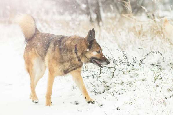 Schäferhundmischlinge-Beitrag-Bild