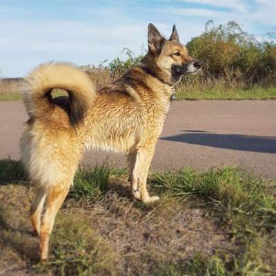 Tierschutzhund ist meine Lieblingsrasse-Beitrag-Bild