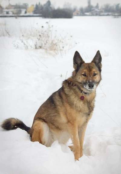 Alles rund um den Schäferhund, diskutieren erwünscht.-Beitrag-Bild