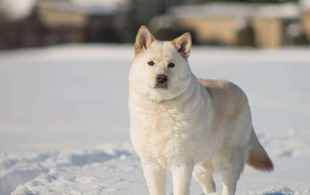 Hund aus dem Spanischen Tierschutz-Beitrag-Bild