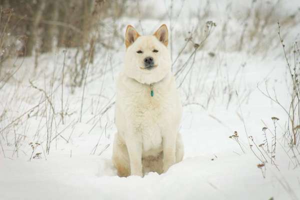 Samojede-Beitrag-Bild