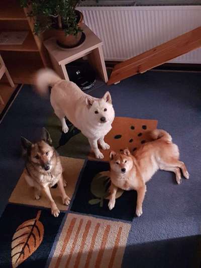 CHALLENGE NR. 19 - Der Hundeblick-Beitrag-Bild