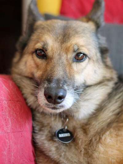 Die graue Eminenz-Beitrag-Bild