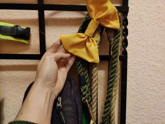 Schattenseiten der Hundehaltung-Beitrag-Bild