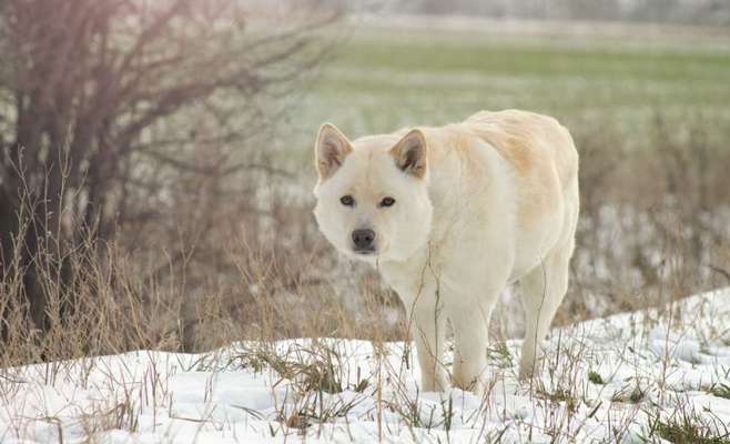 Nordische Hunde-Beitrag-Bild