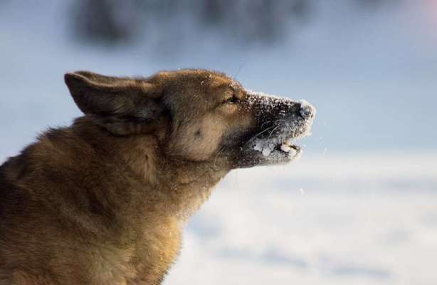 Schneenasen-Beitrag-Bild