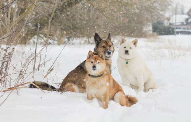 Wie hat sich Euer Problemhund entwickelt-Damals und Jetzt-Beitrag-Bild