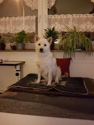 Hundehaare-Beitrag-Bild