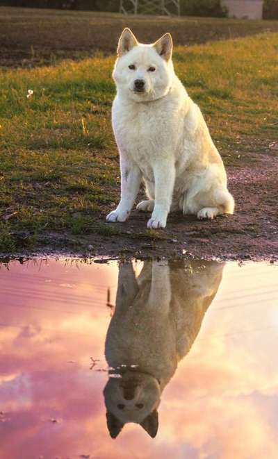 Tierschutzhund ist meine Lieblingsrasse-Beitrag-Bild