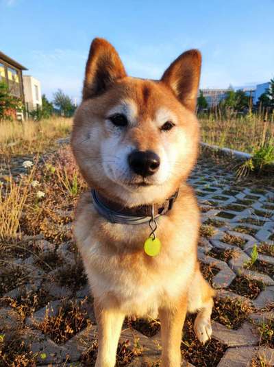 Shiba - Eltern-Beitrag-Bild