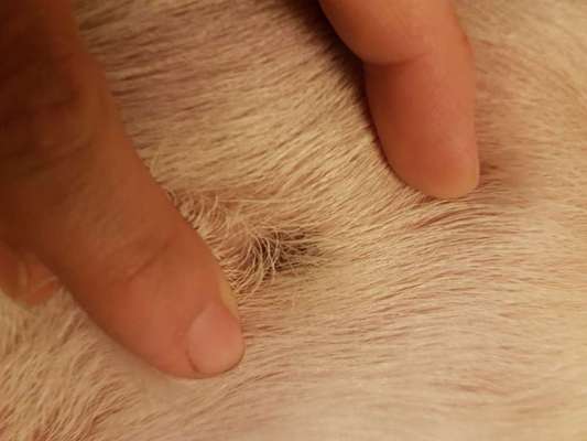 Hautkrebs oder Muttermal?-Beitrag-Bild