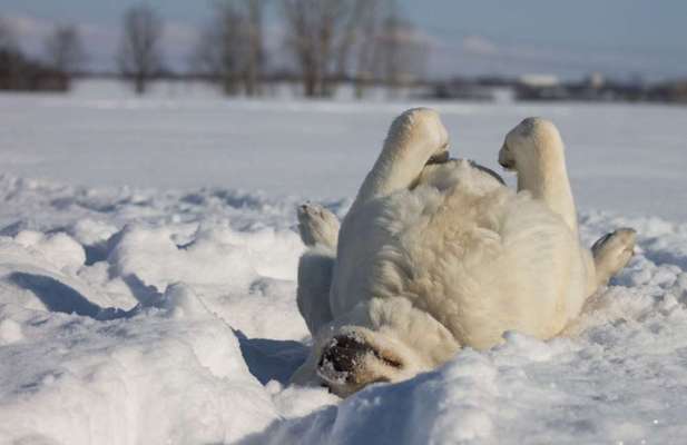 Schneenasen-Beitrag-Bild