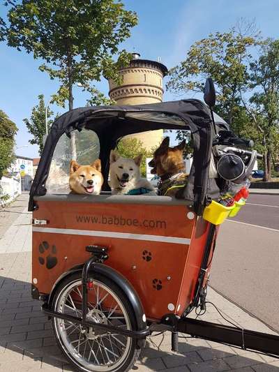 Hund an Fahrradabhänger gewöhnen-Beitrag-Bild
