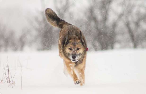 Challenge Nr. 16         Dynamik - Dein Hund in Bewegung-Beitrag-Bild