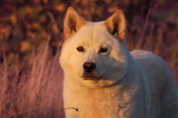 Zeigt mal die schönsten Bilder von euren Hunden !-Beitrag-Bild