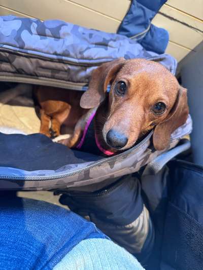 Spitzname(n) Deines Hundes-Beitrag-Bild