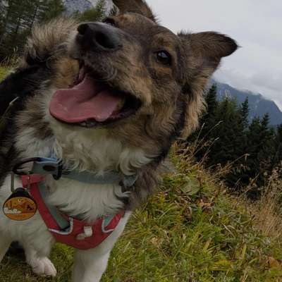 Hundetreffen-Trainingspawtner gesucht 🐾-Bild