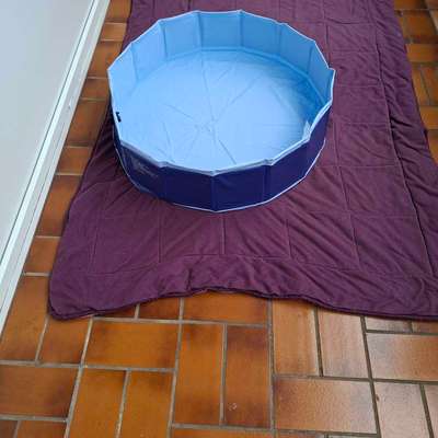 🌊🐶 Hund überall baden lassen – wie sicher ist das wirklich?-Beitrag-Bild