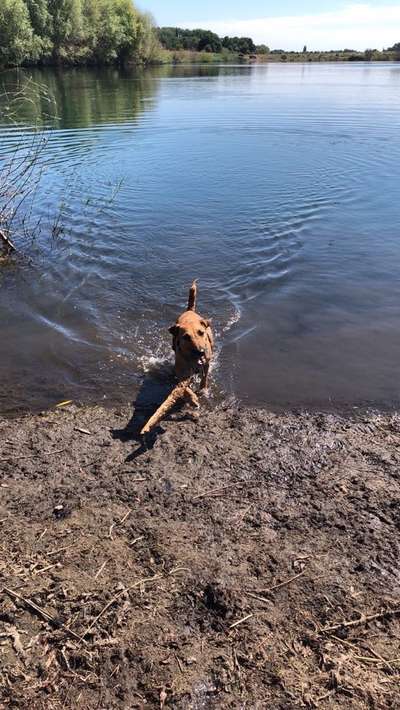 Hundetreffen-Ich suche eine Hundefreund/in-Bild