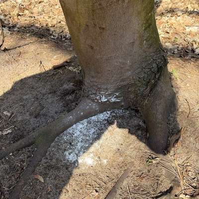 Giftköder-Weißes Pulver am Baum-Bild