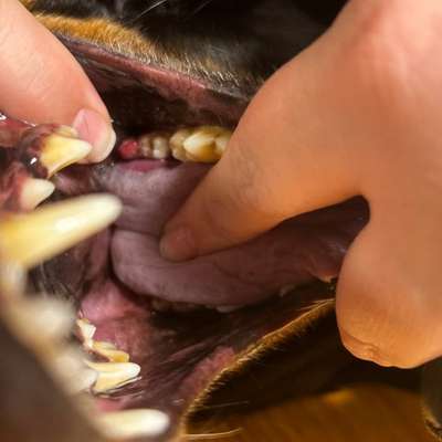 Haut über Zahn-Beitrag-Bild