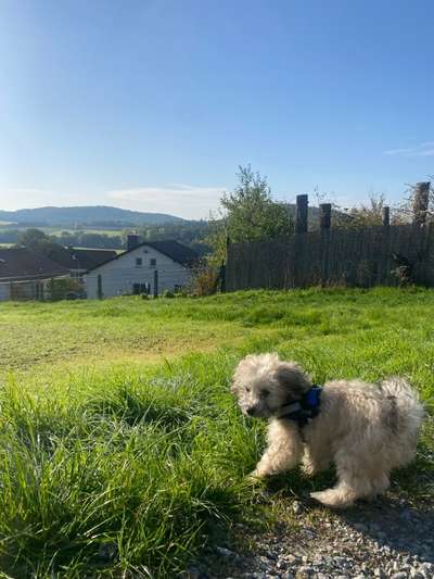 Gibt es im Forum Pudel-Terrier-Mix Hunde-Beitrag-Bild