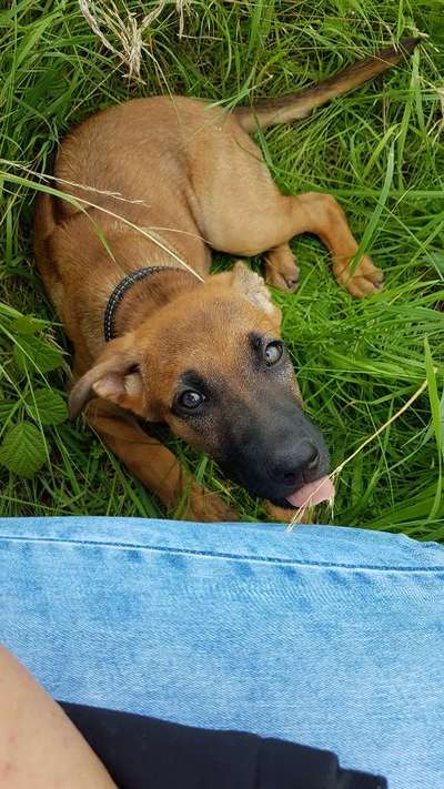 Welpe beisst draußen sehr fest zu-Beitrag-Bild