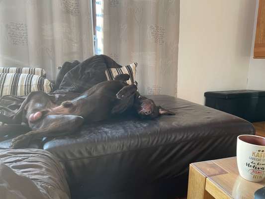 Labradorfans-Beitrag-Bild